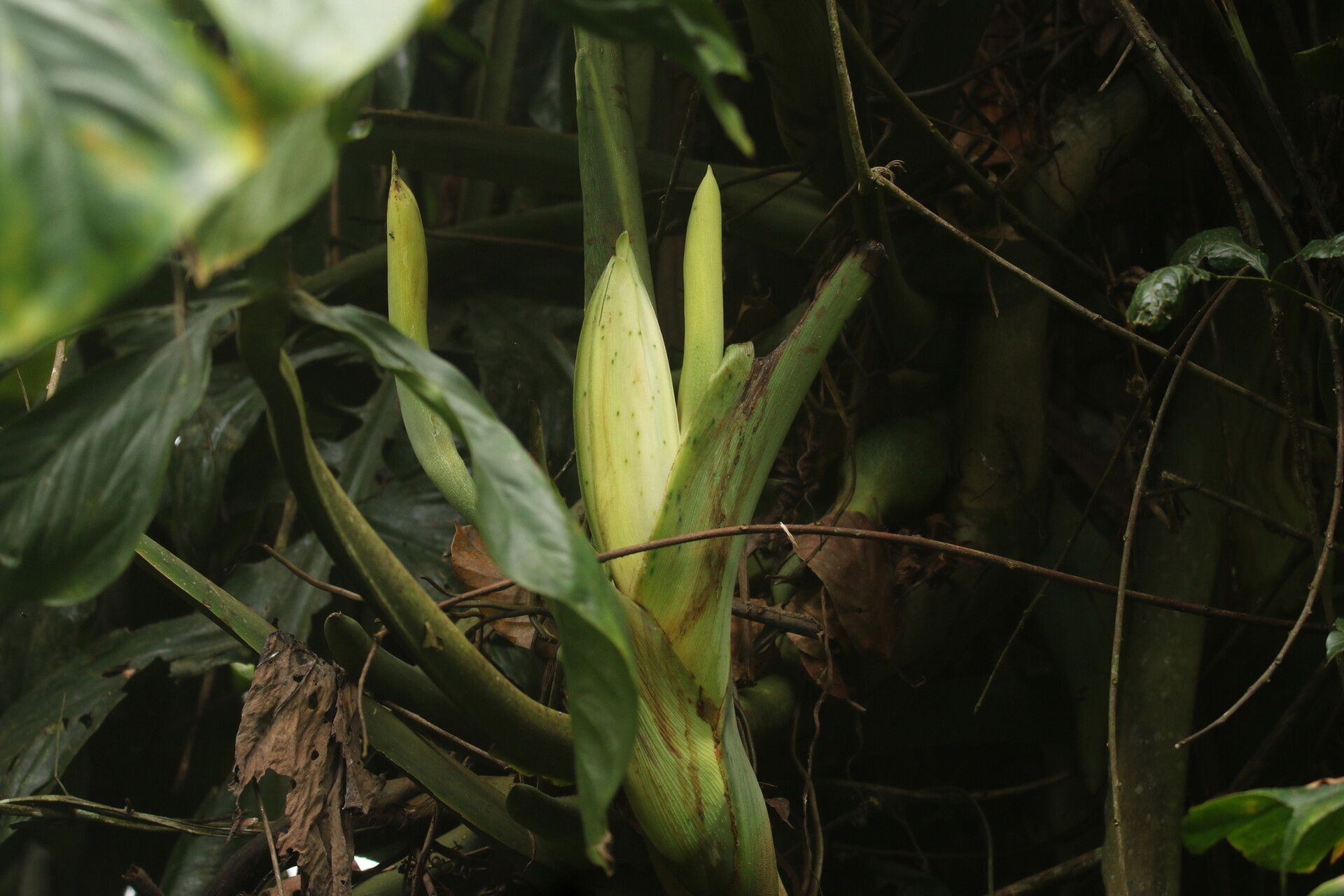 Cercestis camerunensis — related species from the same genus