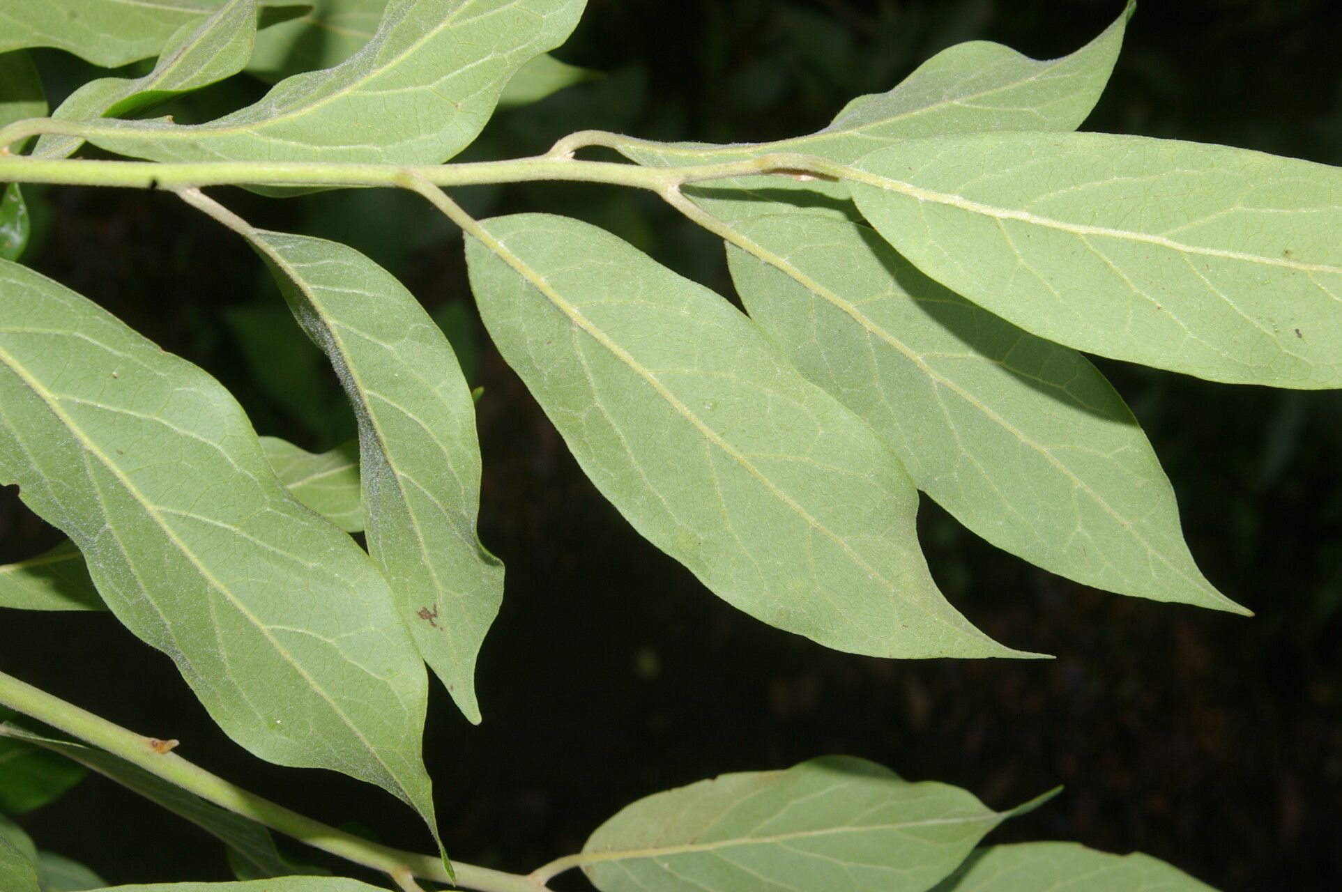 Ocotea mollicella leaf