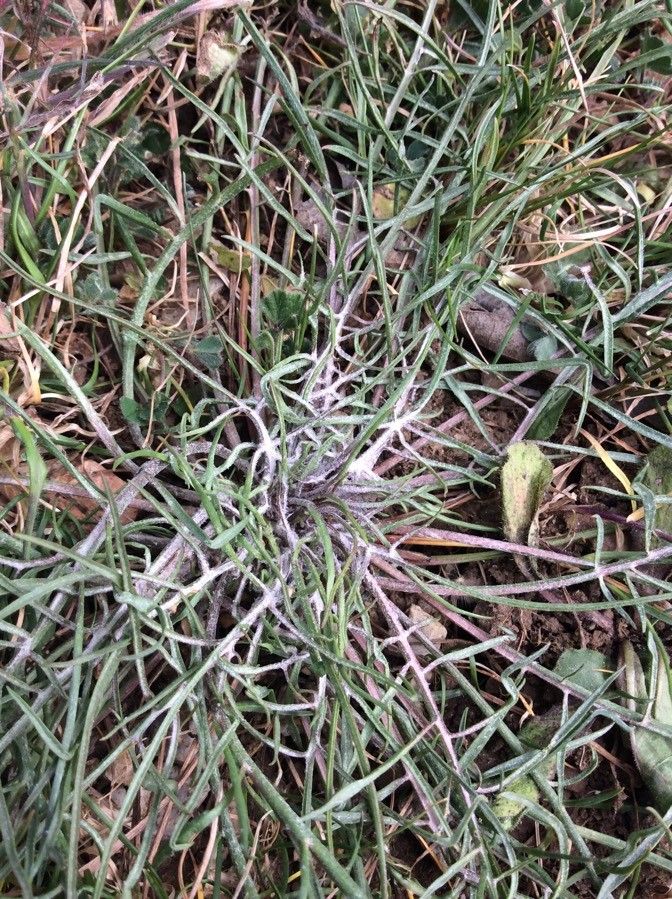 Scorzonera laciniata — search result for 'Scorzonera'