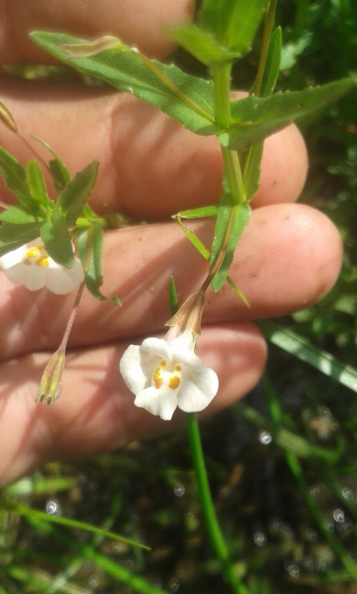 Mimulus gracilis flower