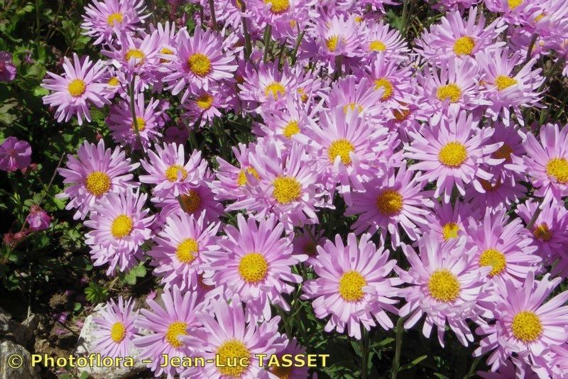 Erigeron epiroticus habit