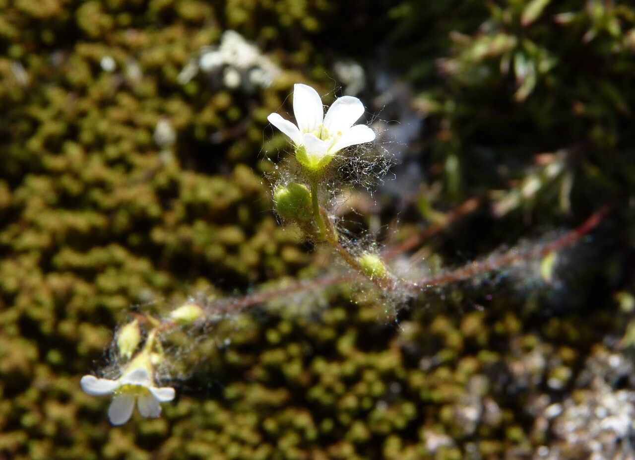 Saxifraga hypnoides flower