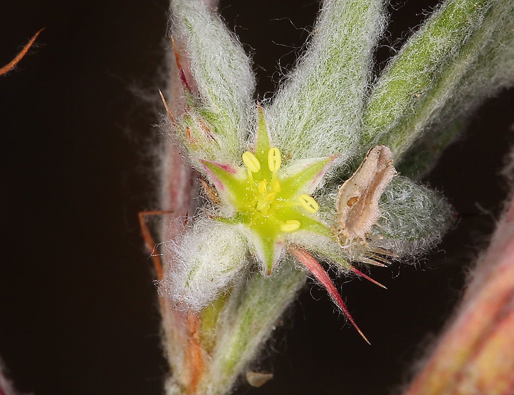 Hollisteria lanata — houseplant care guide