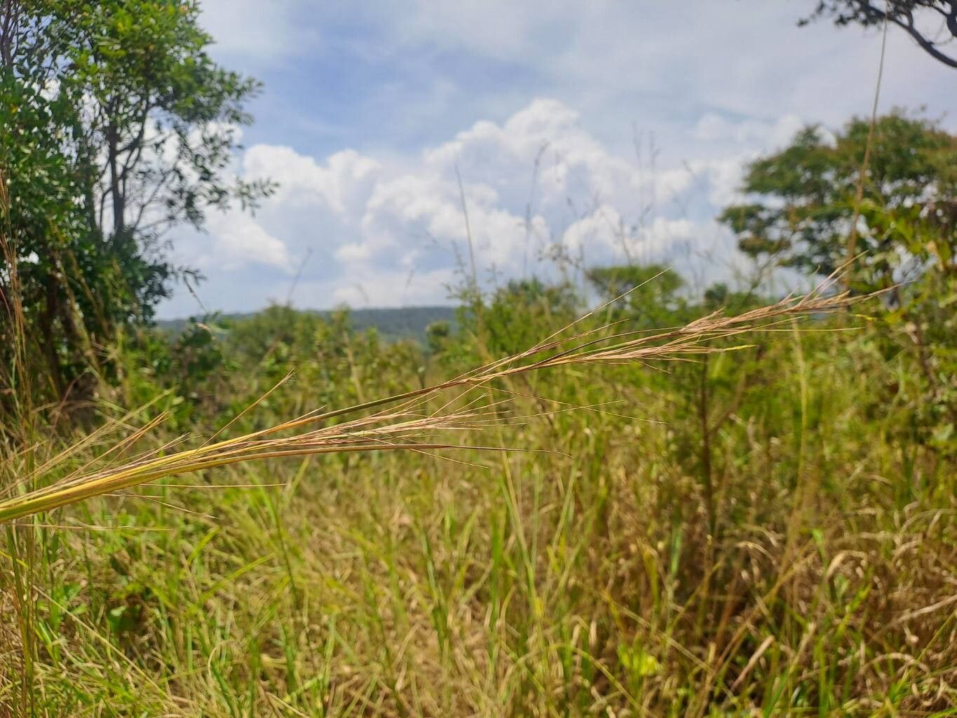 Hyperthelia dissoluta — houseplant care guide