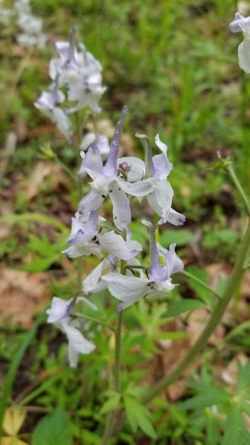 Delphinium carolinianum flower