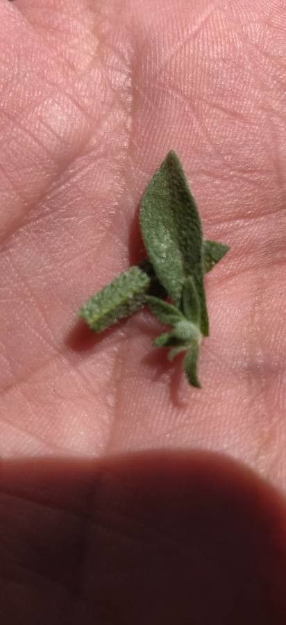 Lepidium lasiocarpum leaf