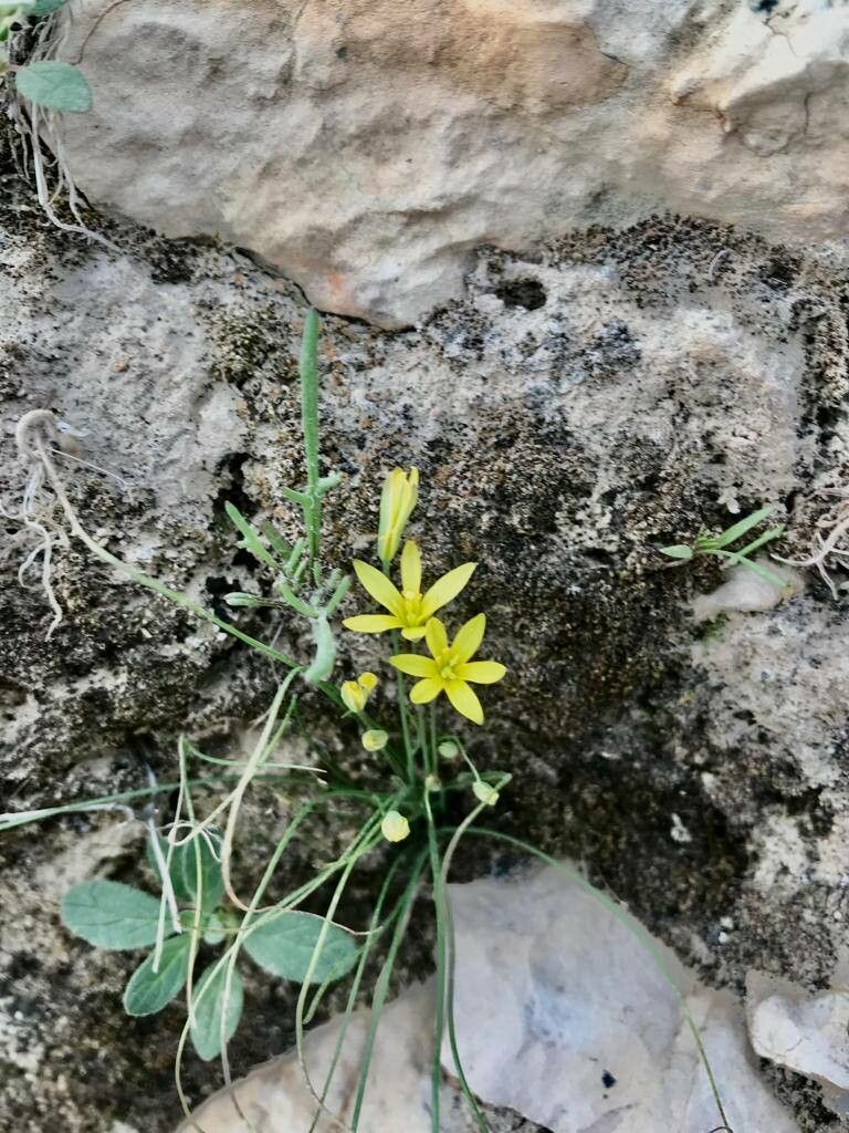 Gagea chlorantha flower