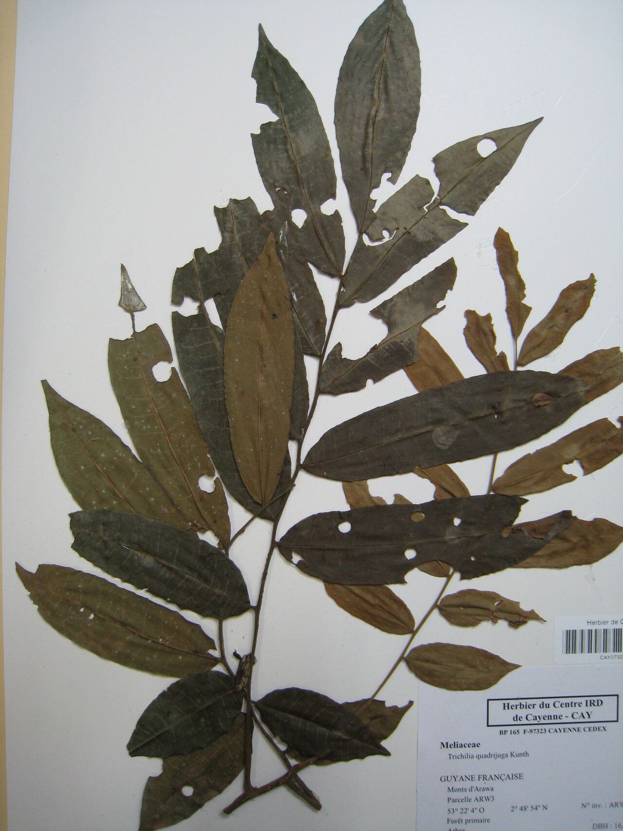 Trichilia quadrijuga — houseplant care guide