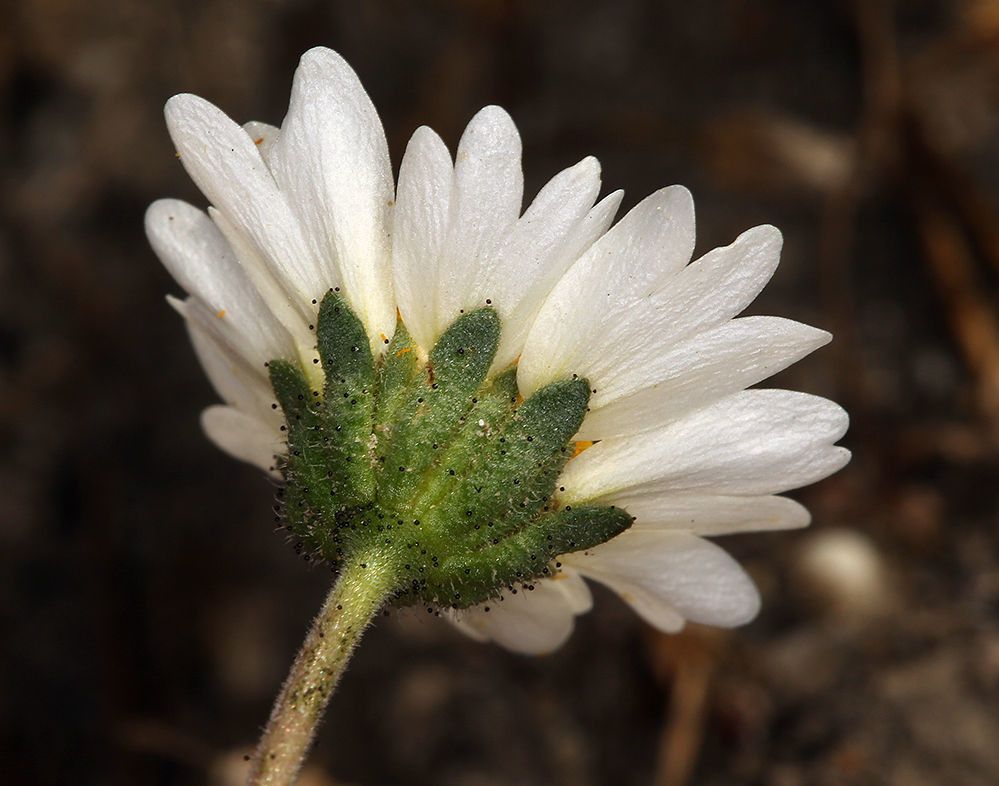 Layia leucopappa flower