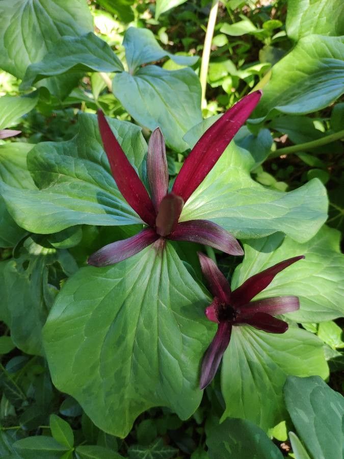 Trillium erectum flower