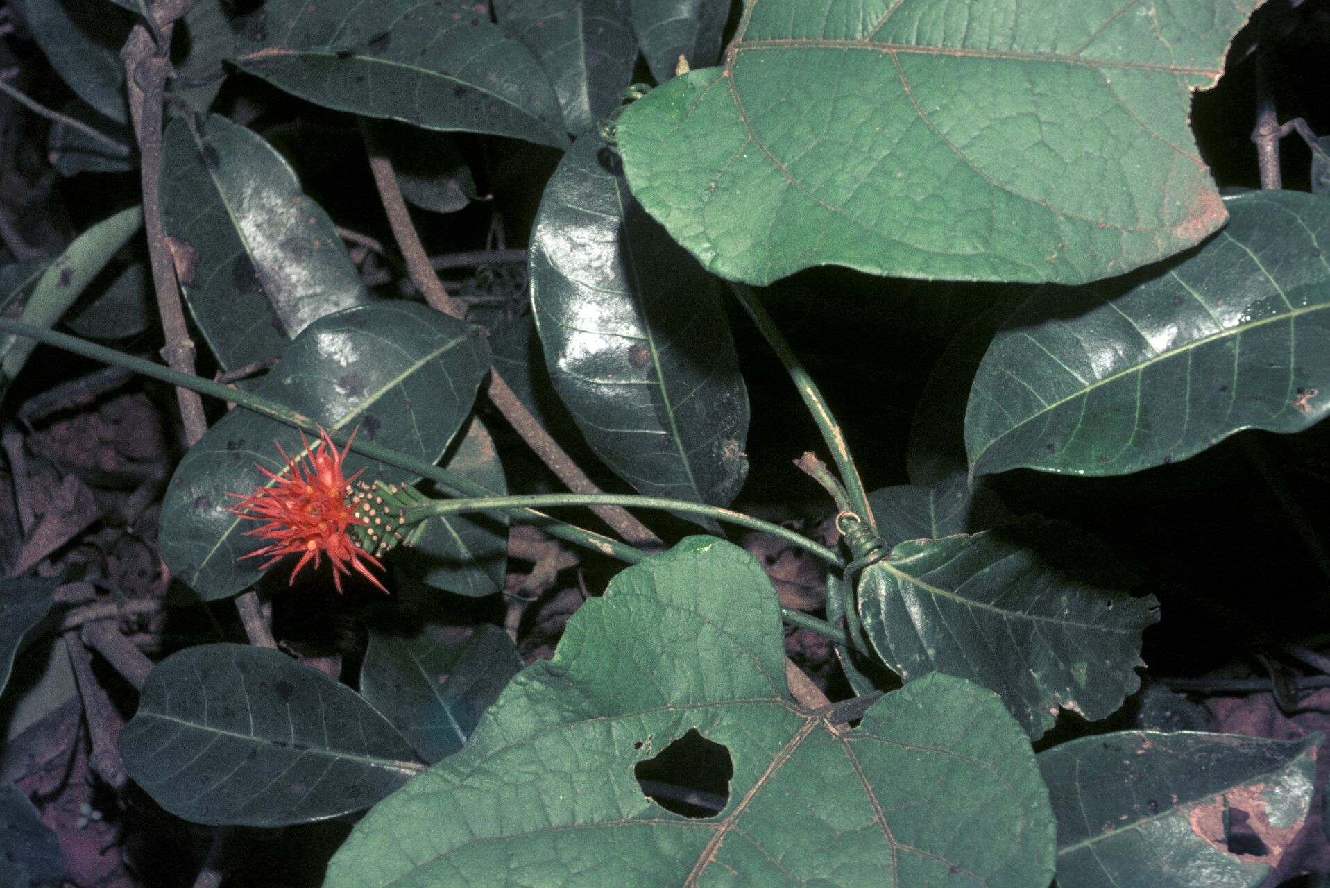 Fevillea cordifolia flower
