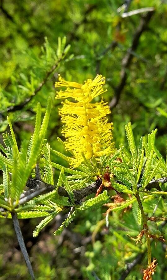 Prosopis torquata flower
