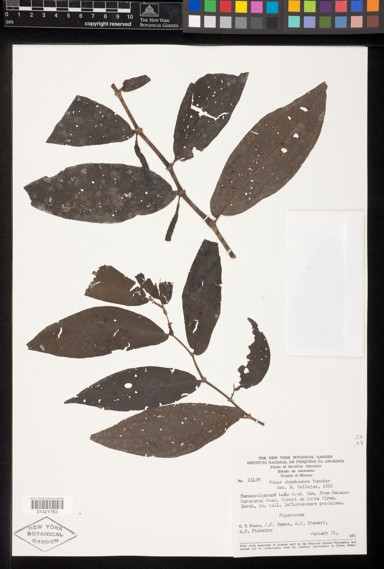 Piper chumboense — houseplant care guide