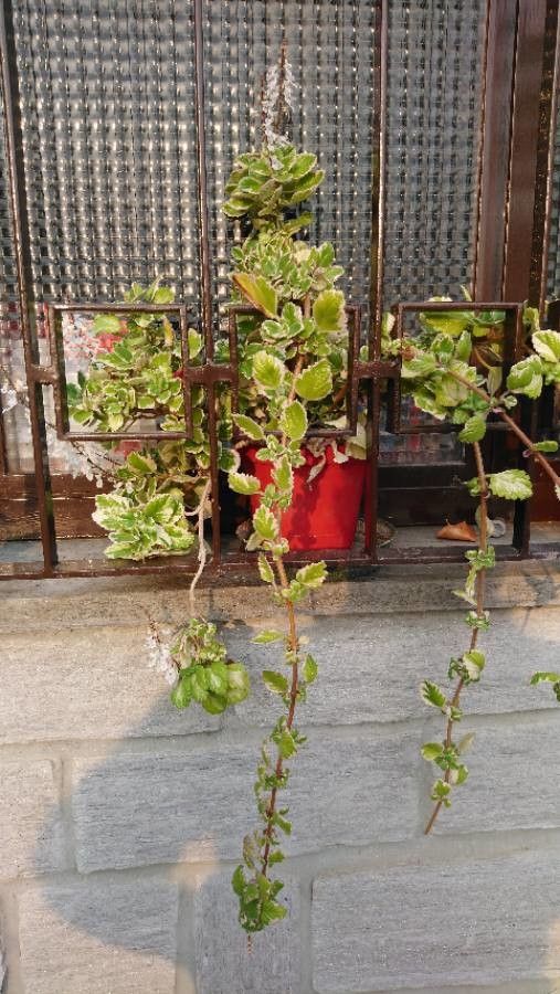 Plectranthus forsteri habit