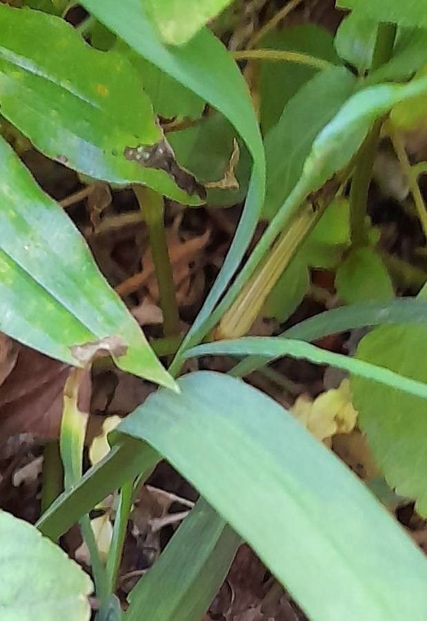 Freesia laxa — related species from the same genus