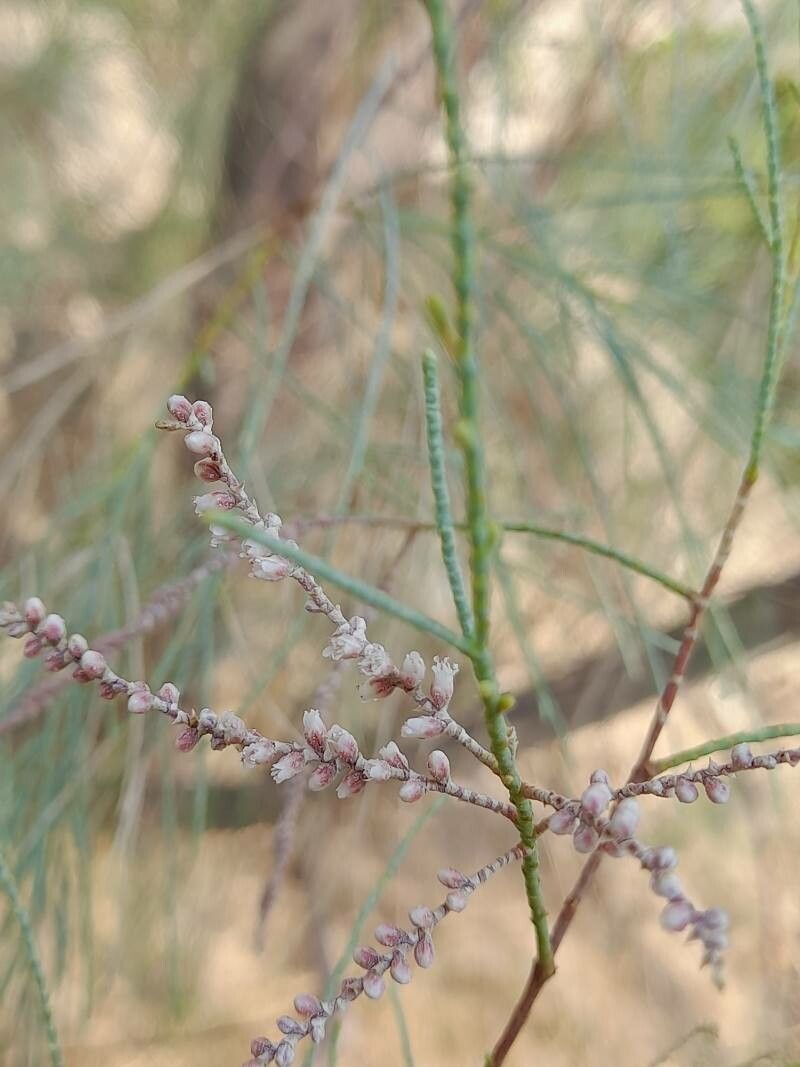 Tamarix aphylla flower