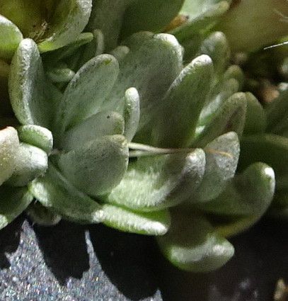 Gamochaeta lulioana — houseplant care guide