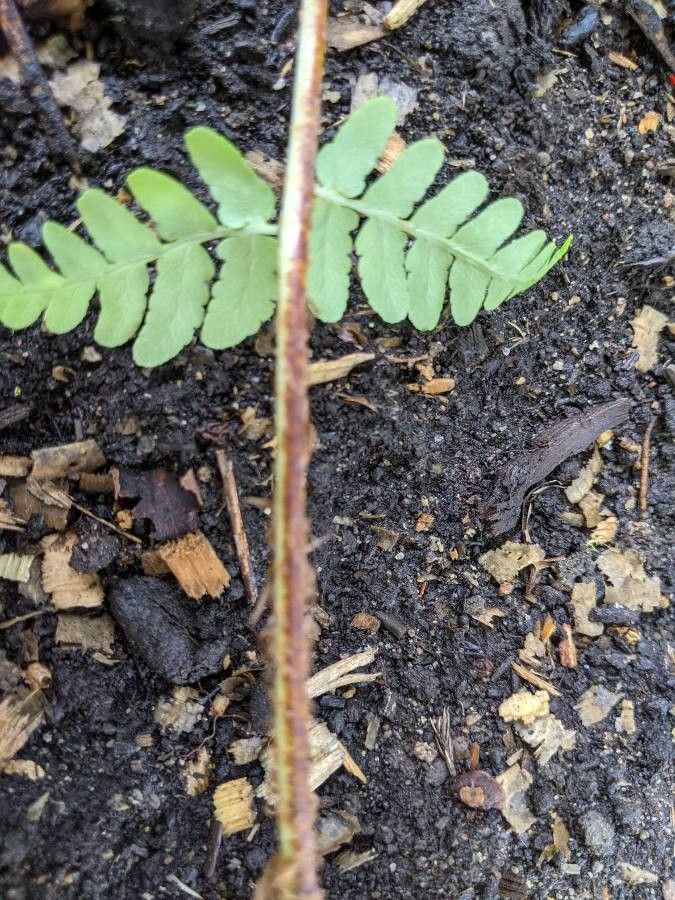 Dryopteris marginalis other