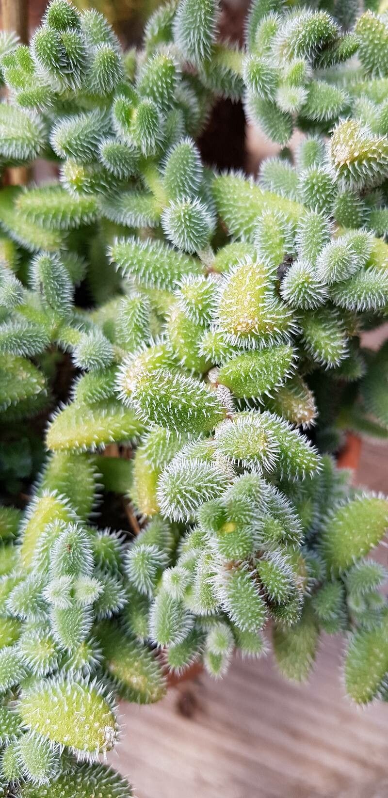 Delosperma pruinosum — houseplant care guide