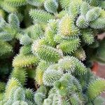 Delosperma pruinosum