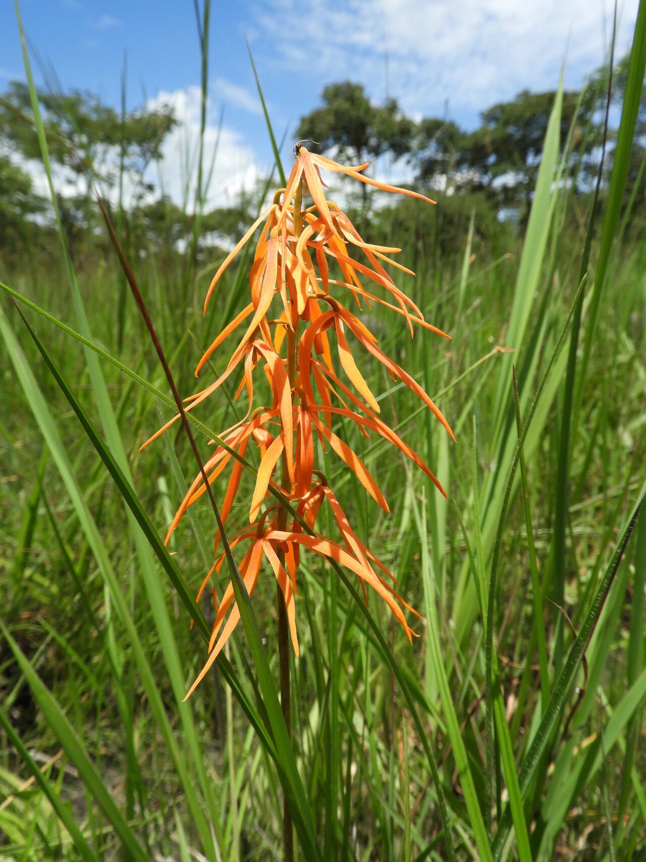 Eulophia walleri flower