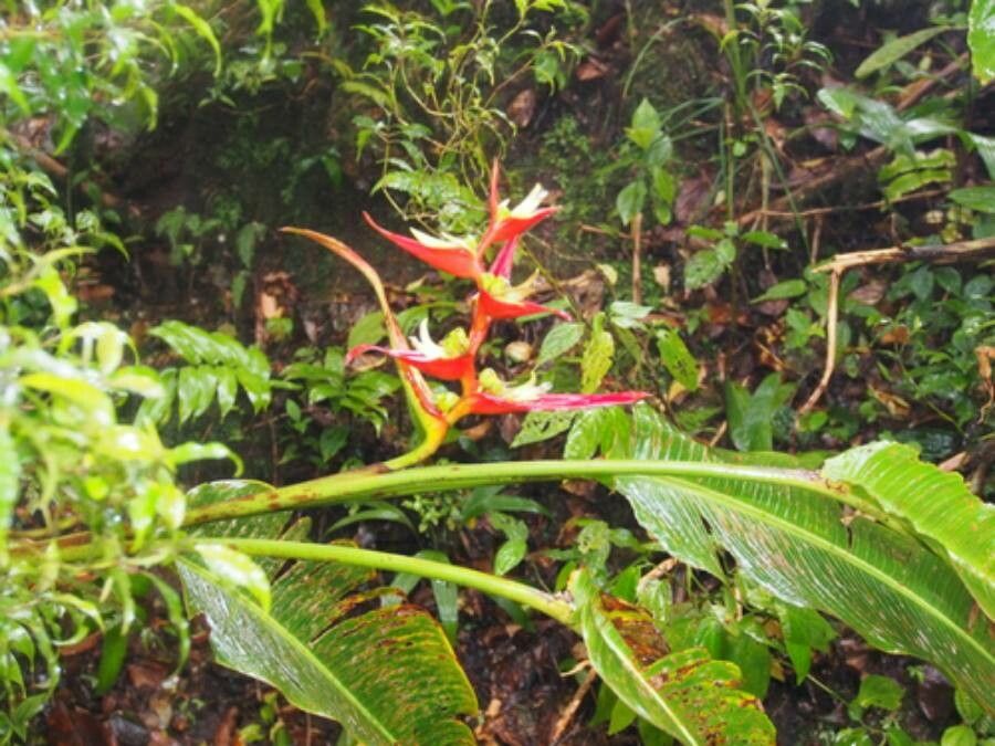 Heliconia monteverdensis habit