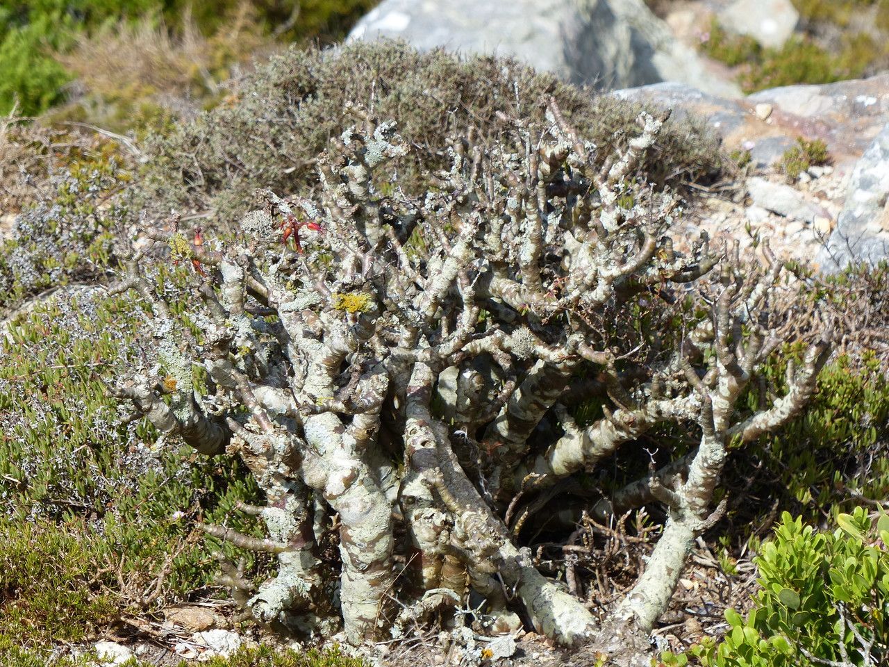 Tylecodon paniculatus bark