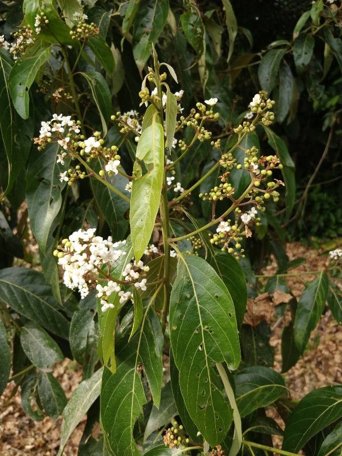 Ocotea membranacea leaf