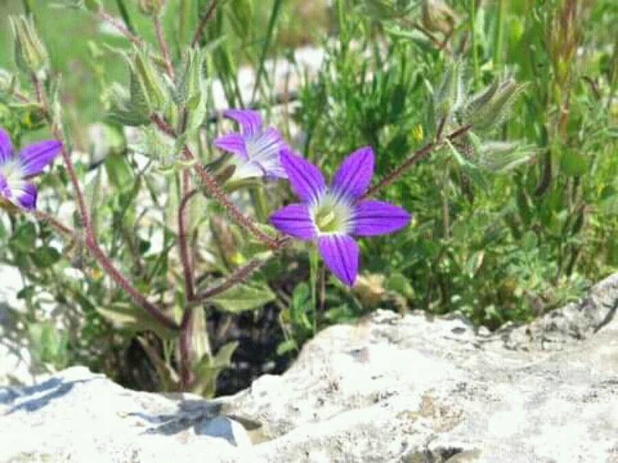 Campanula hierosolymitana flower