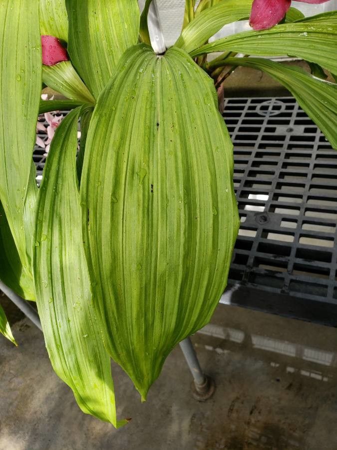 Lycaste virginalis — search result for 'El Salvador'