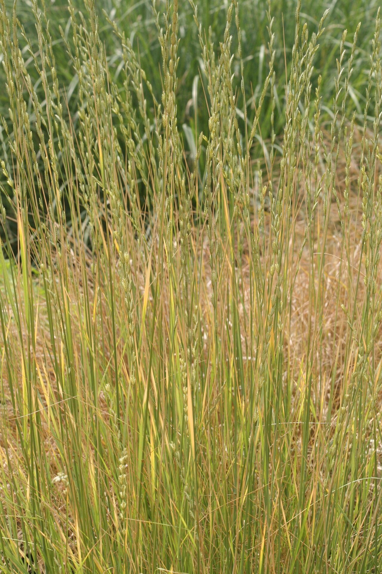 Sporobolus rigidus habit