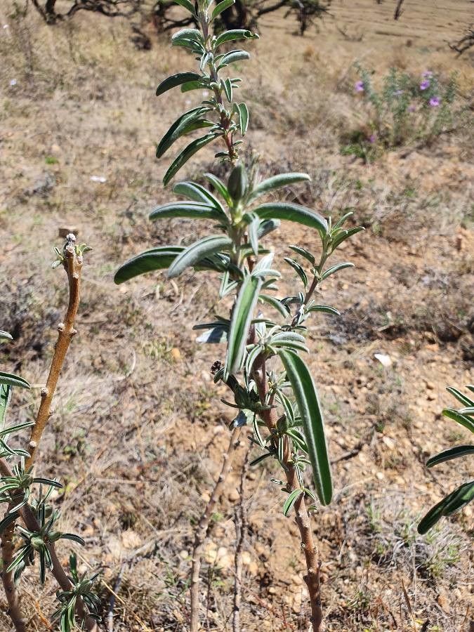 Ipomoea jaegeri — search result for 'Ipomoea'