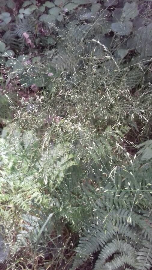 Avenella flexuosa fruit