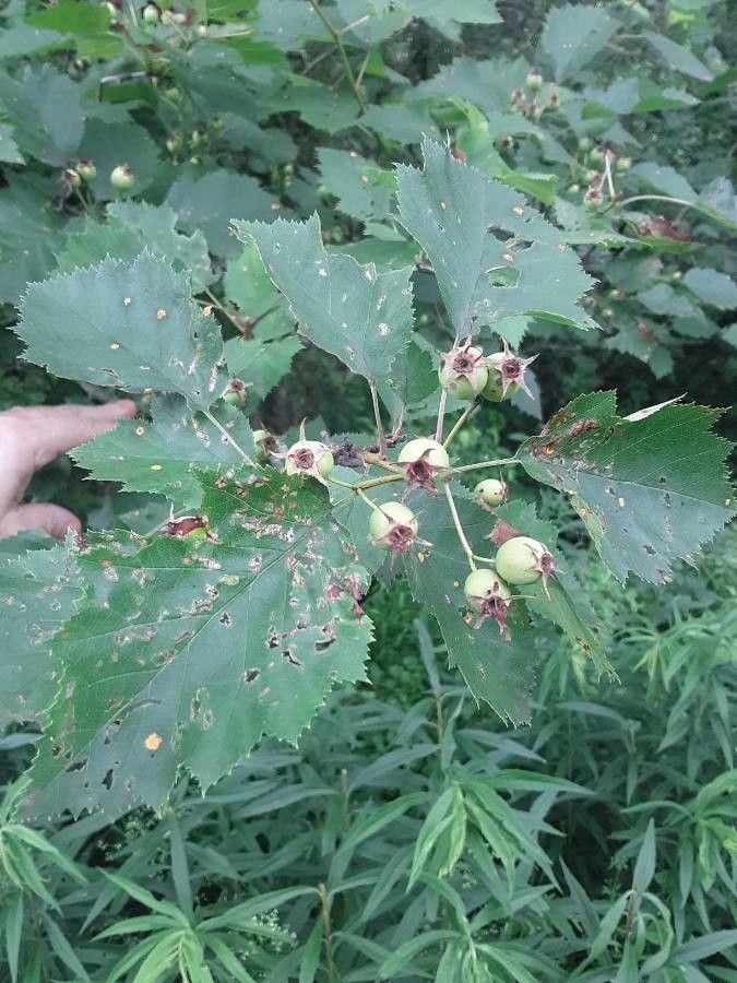 Crataegus pennsylvanica fruit