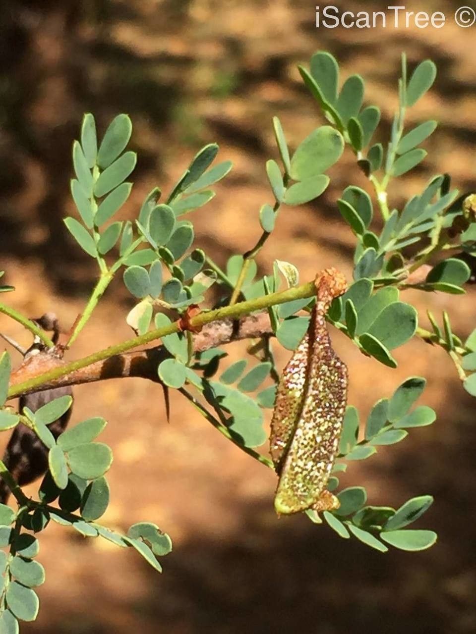 Vachellia permixta leaf