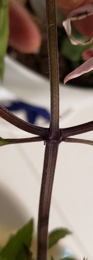 Monarda punctata bark