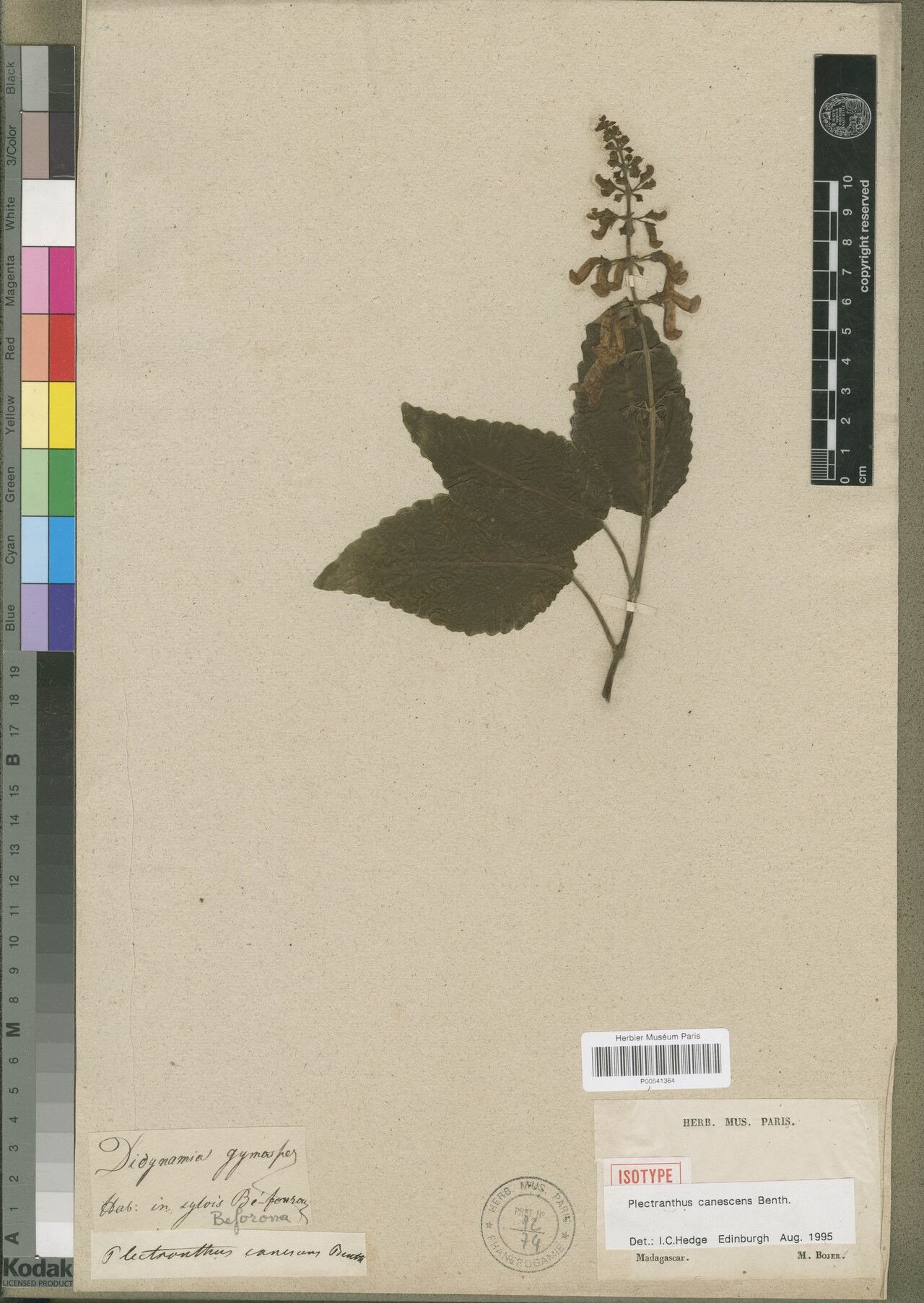 Plectranthus canescens — search result for 'Plectranthus'