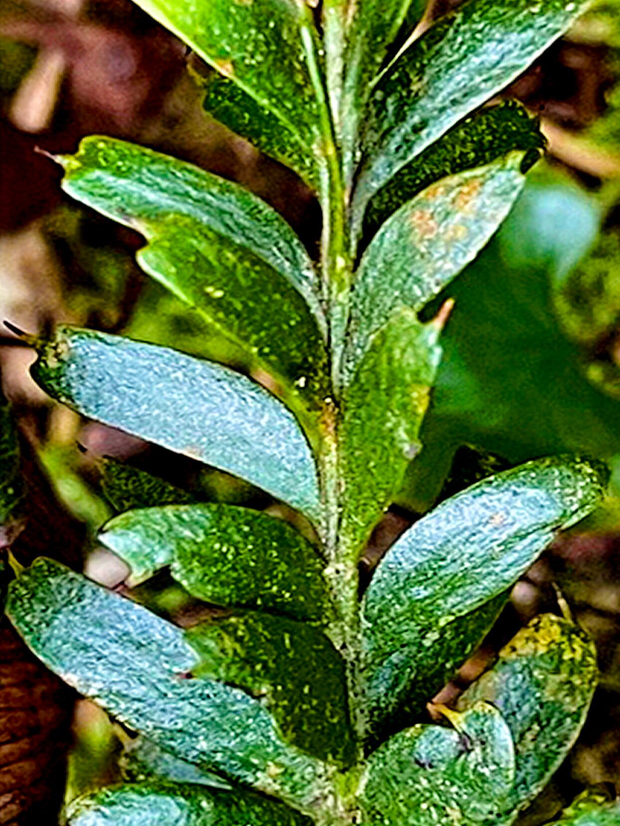 Tmesipteris tannensis — houseplant care guide