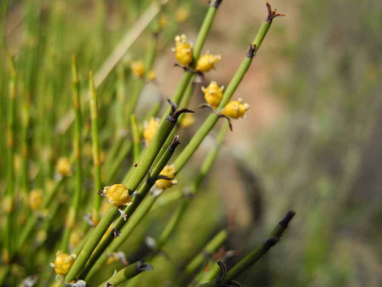 Ephedra americana habit