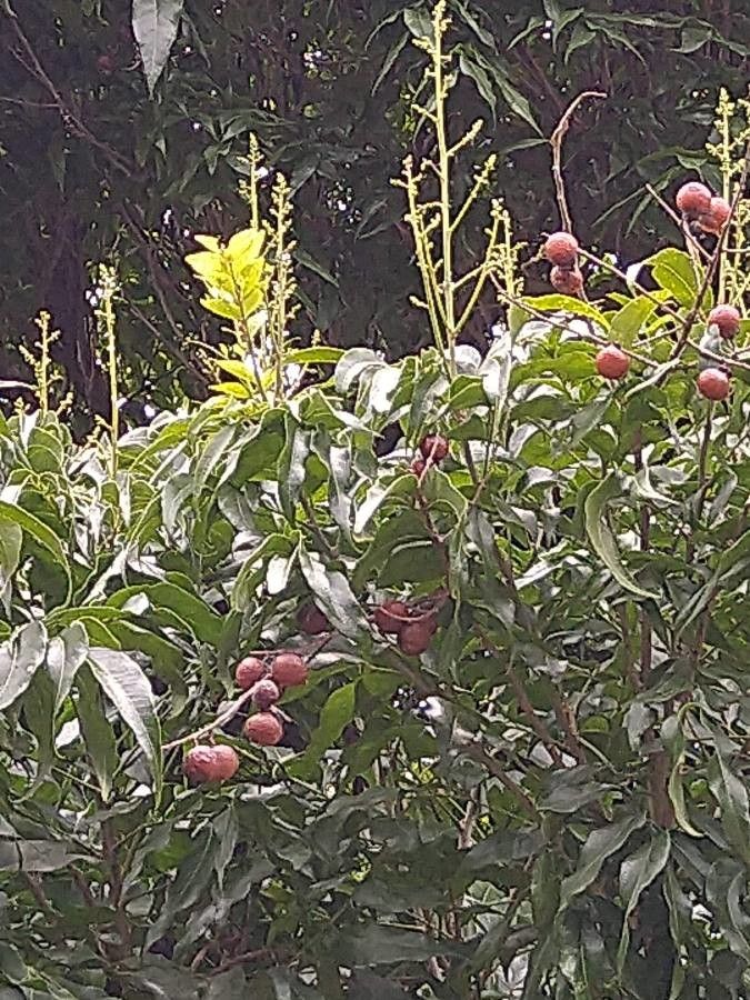 Ekebergia capensis fruit