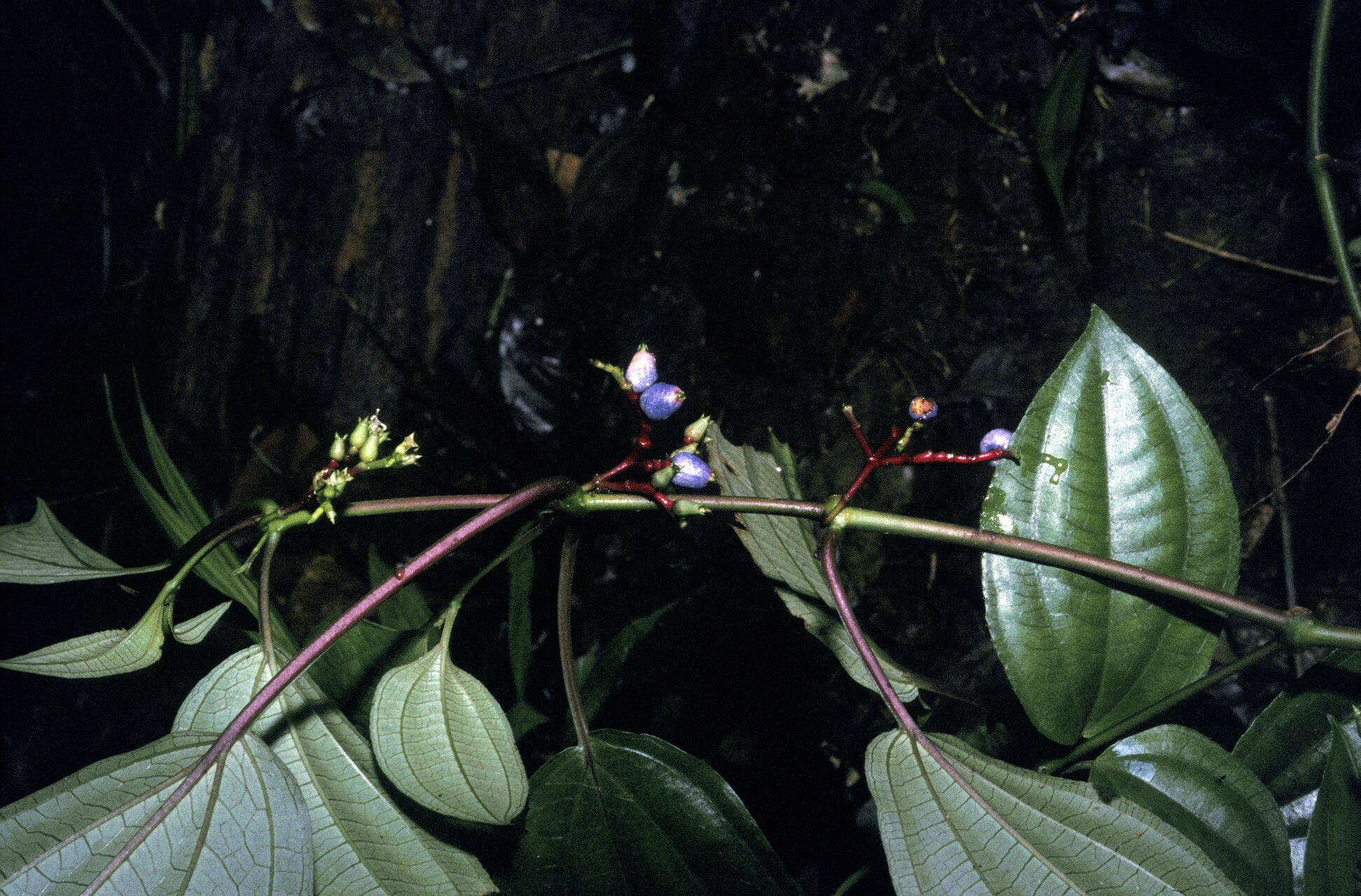 Miconia trimera habit