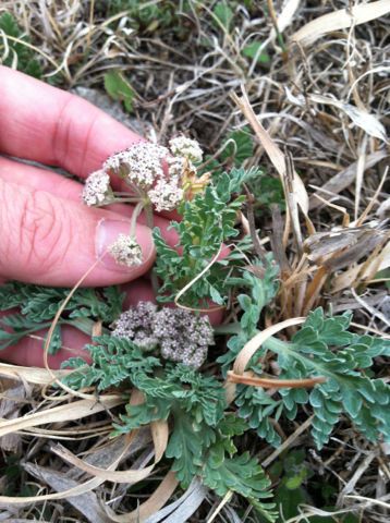 Cymopterus macrorhizus — houseplant care guide