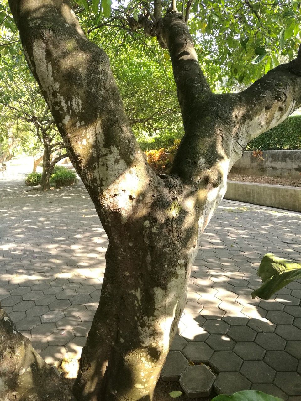 Rauvolfia sumatrana bark