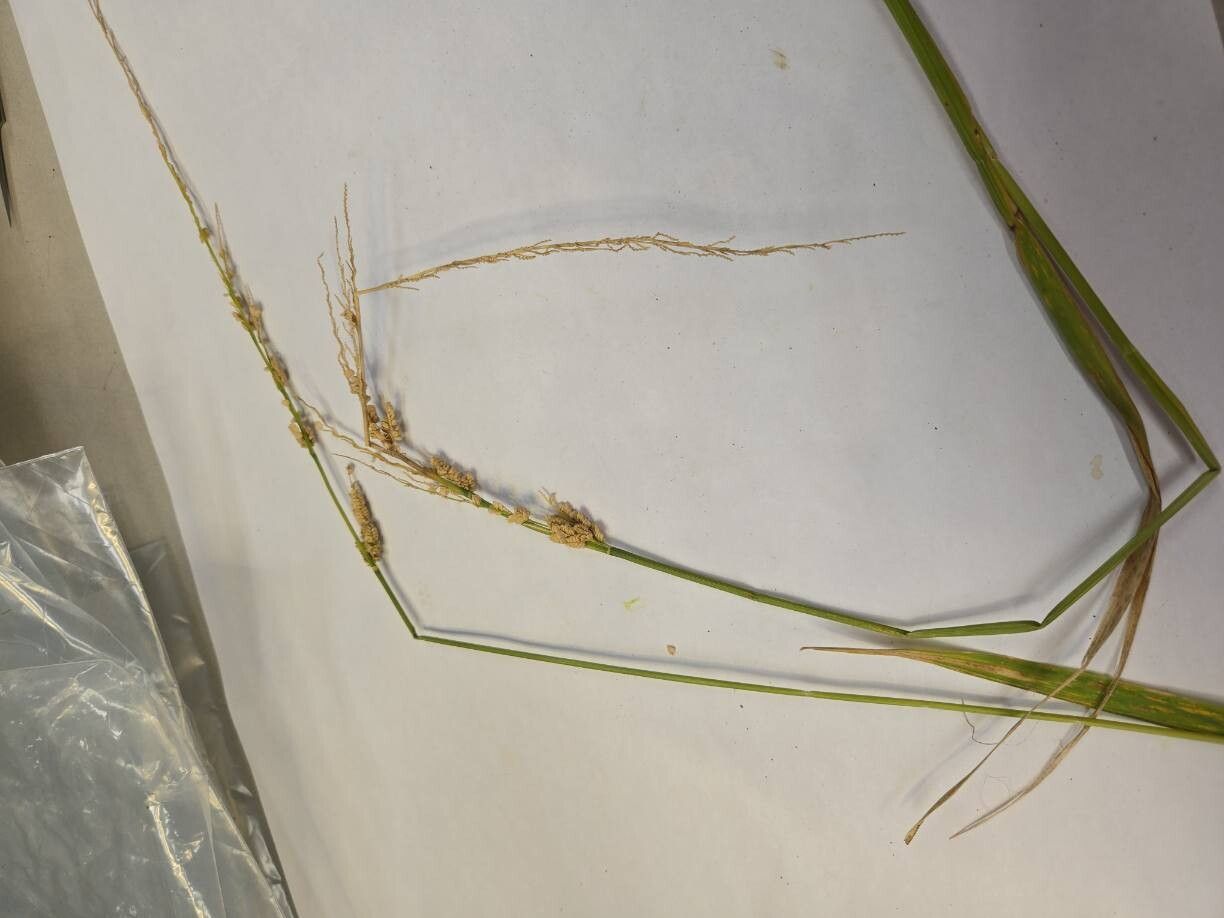 Beckmannia syzigachne — search result for 'Perennial or annual'