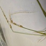 Beckmannia syzigachne