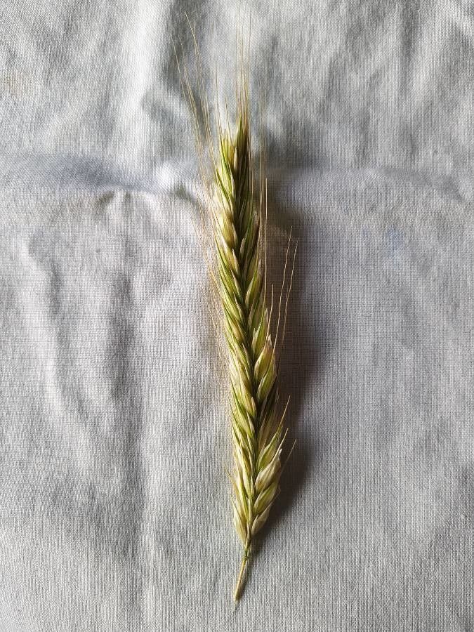Hordeum secalinum fruit