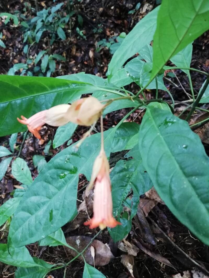 Pseuderanthemum ludovicianum — search result for 'Pseuderanthemum'