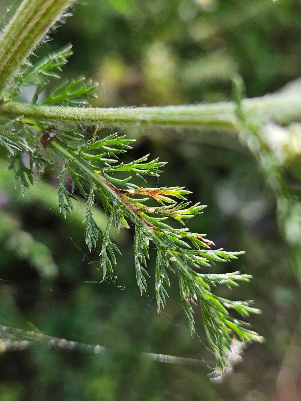 Achillea × roseoalba leaf