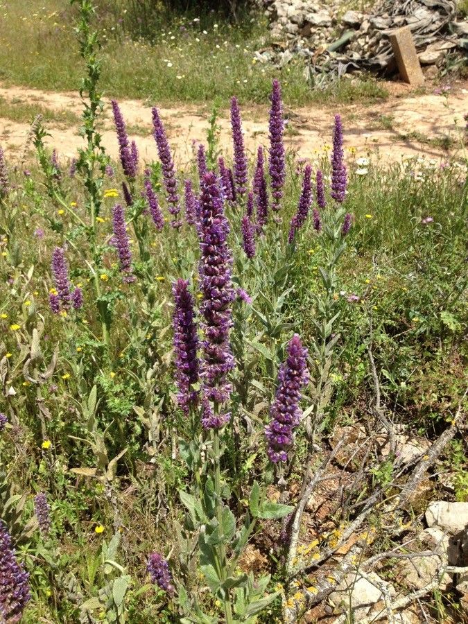 Nepeta tuberosa flower