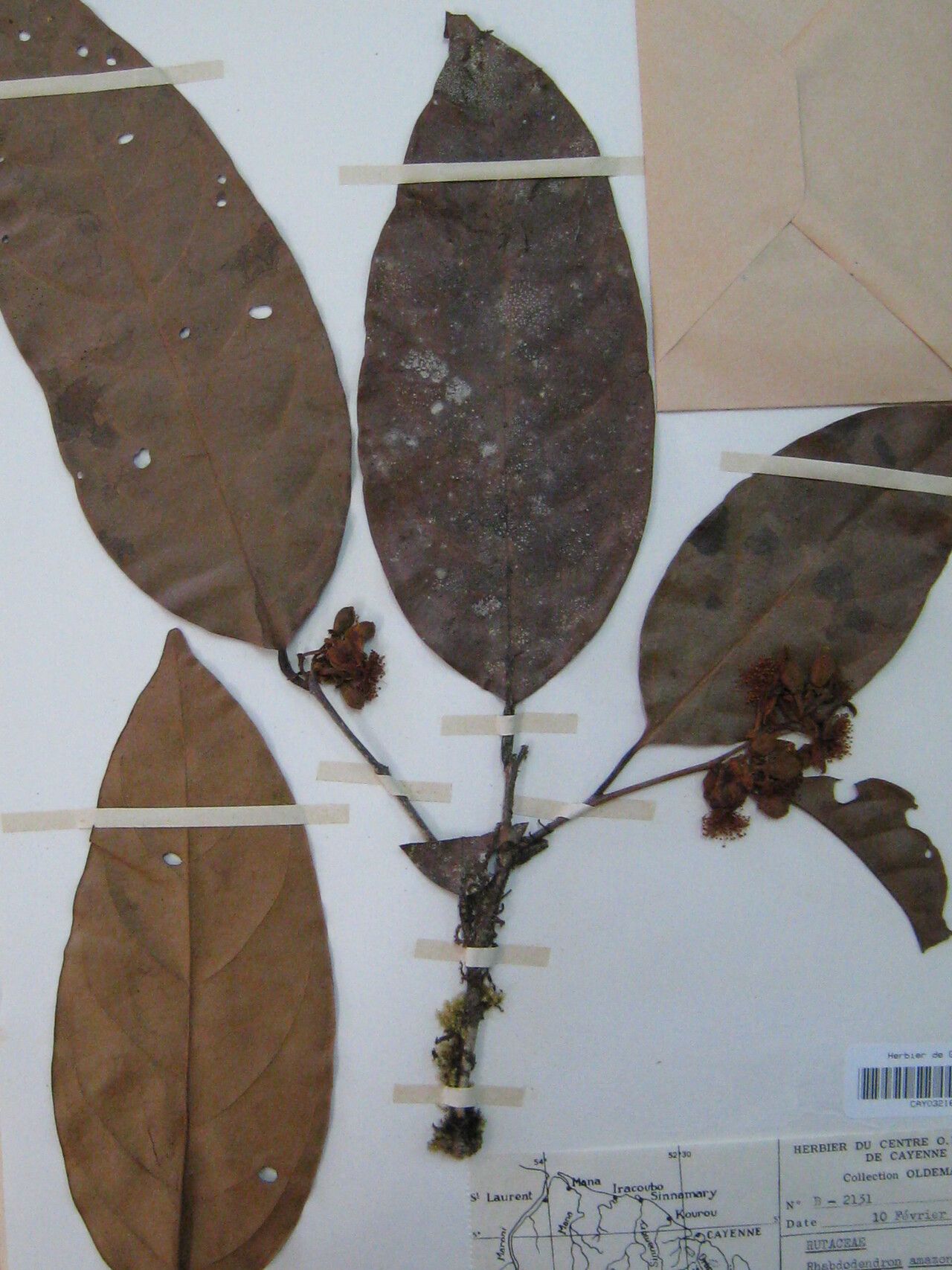 Caraipa richardiana other